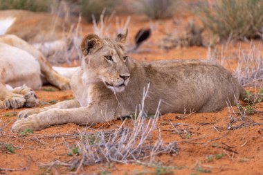 Kgalagadi Ulusal Parkı 'nda dişi aslan.