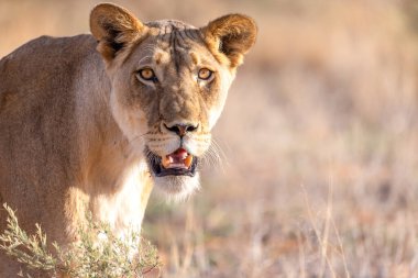 Kgalagadi Ulusal Parkı 'nda dişi aslan.