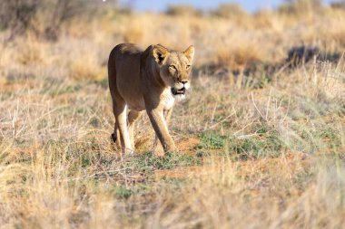 Kgalagadi Ulusal Parkı 'nda dişi aslan.