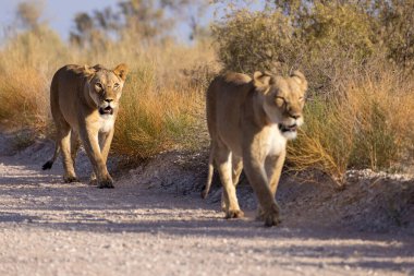 Kgalagadi Ulusal Parkı 'nda dişi aslan.