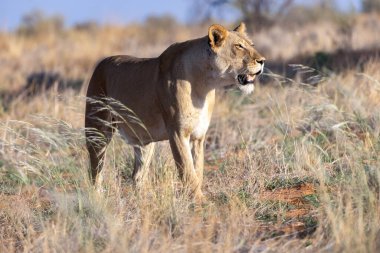 Kgalagadi Ulusal Parkı 'nda dişi aslan.