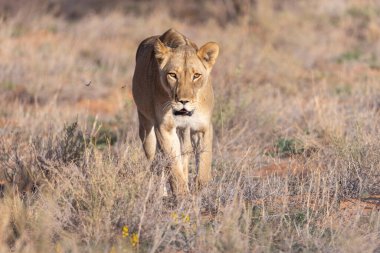 Kgalagadi Ulusal Parkı 'nda dişi aslan.