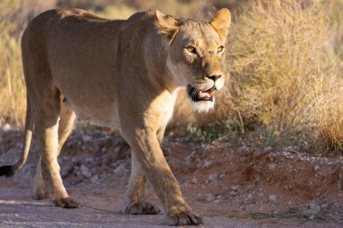 Kgalagadi Ulusal Parkı 'nda dişi aslan.