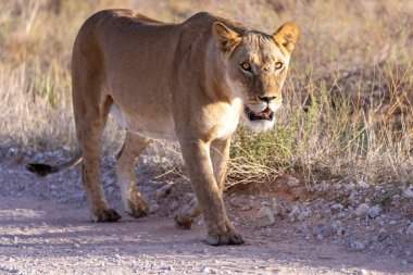 Kgalagadi Ulusal Parkı 'nda dişi aslan.
