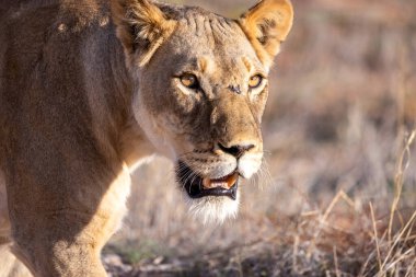 Kgalagadi Ulusal Parkı 'nda dişi aslan.