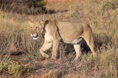 Kgalagadi Ulusal Parkı 'nda dişi aslan.