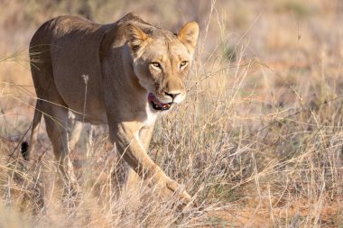 Kgalagadi Ulusal Parkı 'nda dişi aslan.
