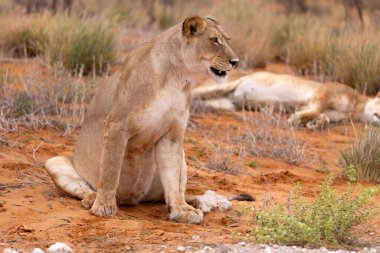 Kgalagadi Ulusal Parkı 'nda dişi aslan.