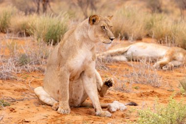 Kgalagadi Ulusal Parkı 'nda dişi aslan.