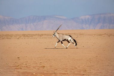 Namib Naukluft Ulusal Parkı, Namibya 'daki Afrika antilobu.