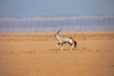 Namib Naukluft Ulusal Parkı, Namibya 'daki Afrika antilobu.