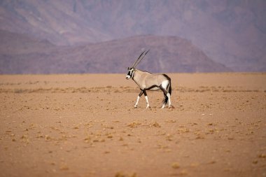 Namib Naukluft Ulusal Parkı, Namibya 'daki Afrika antilobu.
