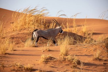 Namib Naukluft Ulusal Parkı, Namibya 'daki Afrika antilobu.