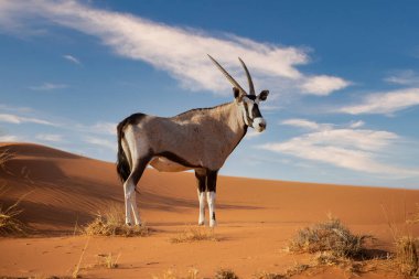 Namib Naukluft Ulusal Parkı, Namibya 'daki Afrika antilobu.