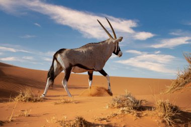 Namib Naukluft Ulusal Parkı, Namibya 'daki Afrika antilobu.