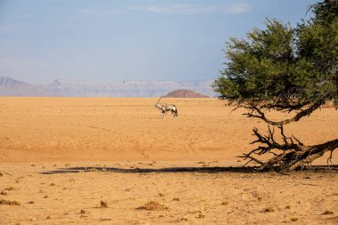 Namib Naukluft Ulusal Parkı, Namibya 'daki Afrika antilobu.