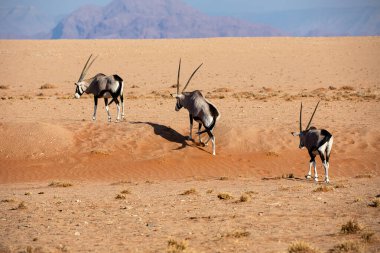 Namib Naukluft Ulusal Parkı, Namibya 'da antiloplar