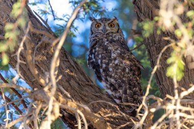 Kgalagadi Ulusal Parkı 'nda baykuş