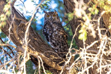Kgalagadi Ulusal Parkı 'nda baykuş