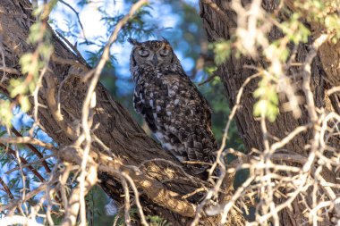 Kgalagadi Ulusal Parkı 'nda baykuş