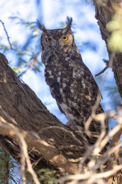 Kgalagadi Ulusal Parkı 'nda baykuş