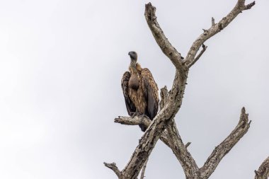 Kruger Ulusal Parkı 'nda Akbaba