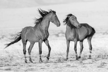Namibya 'nın vahşi atları