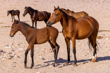 Namibya 'nın vahşi atları
