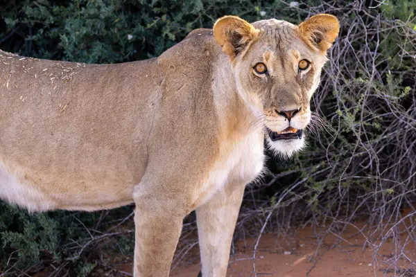 Kgalagadi Ulusal Parkı 'nda dişi aslan.