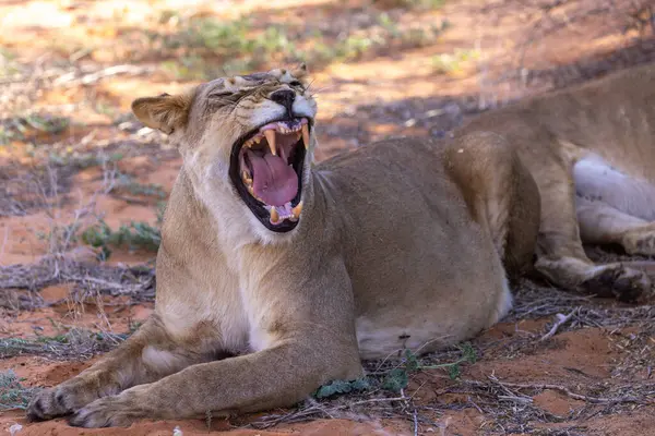 Kgalagadi Ulusal Parkı 'nda dişi aslan.