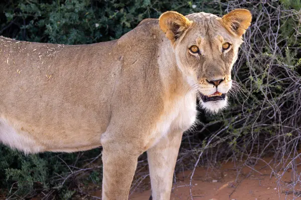 Kgalagadi Ulusal Parkı 'nda dişi aslan.