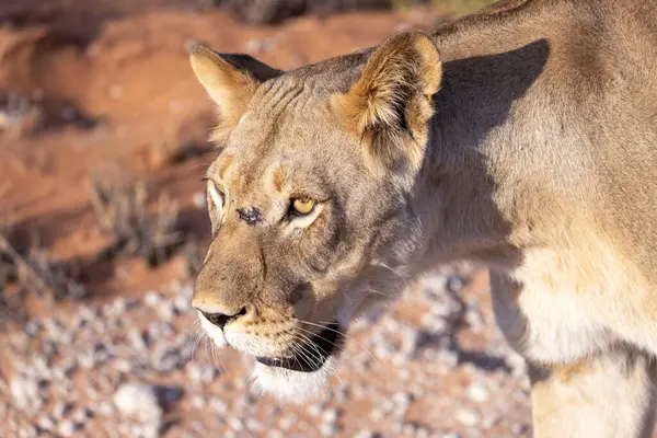 Kgalagadi Ulusal Parkı 'nda dişi aslan.