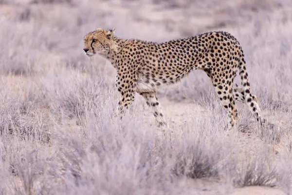 Kgalagadi Milli Parkı 'nda çita