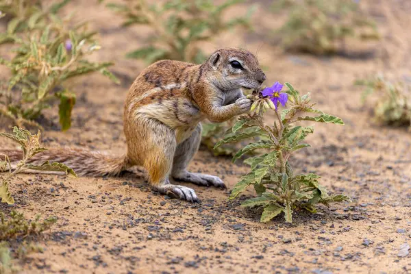 Mokola 'da yer sincabı