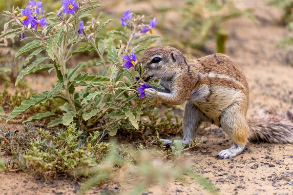 Mokola 'da yer sincabı 