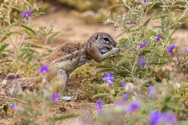Doğadaki sevimli sincap. Vahşi hayvan. Sincap. Doğa geçmişi. Doğa. sincap.