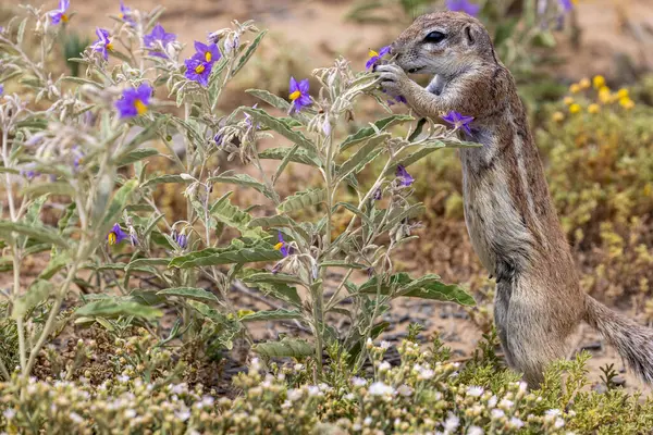 Şirin gri sincap vahşi doğada