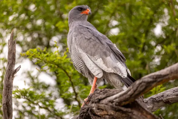 Karoo Ulusal Parkı 'nda kara şahini