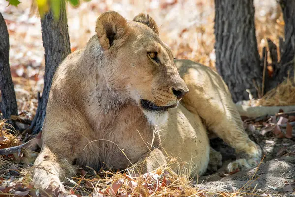 Namibya 'daki Etosha Ulusal Parkı' nda aslan.