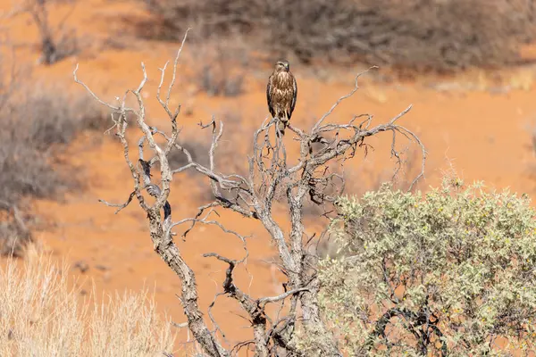 Kgalagadi Ulusal Parkı 'nda şahin