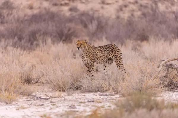 Kgalagadi Milli Parkı 'ndaki Çita