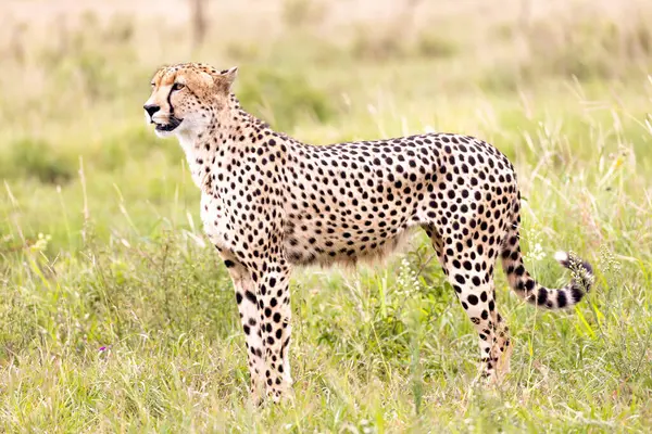 Cheetah Kruger National park