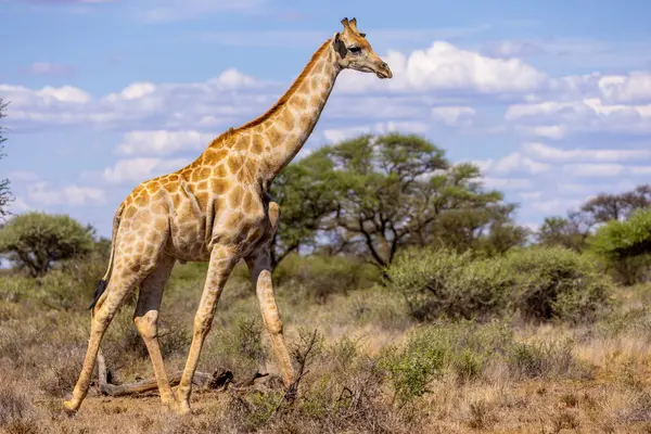 Mokala Ulusal Parkı 'nda Girafe