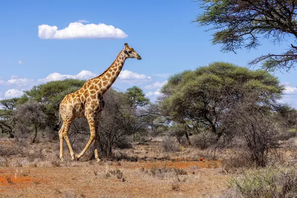 Mokala Ulusal Parkı 'nda Girafe