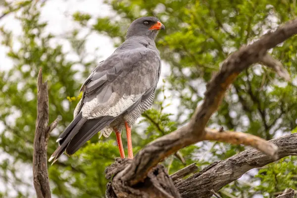 Karoo Ulusal Parkı 'nda kara şahini.