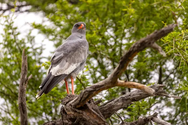 Karoo Ulusal Parkı 'nda kara şahini.