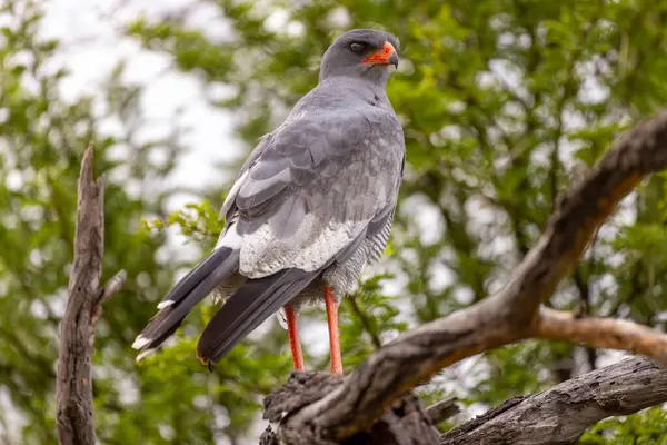 Karoo Ulusal Parkı 'nda kara şahini.