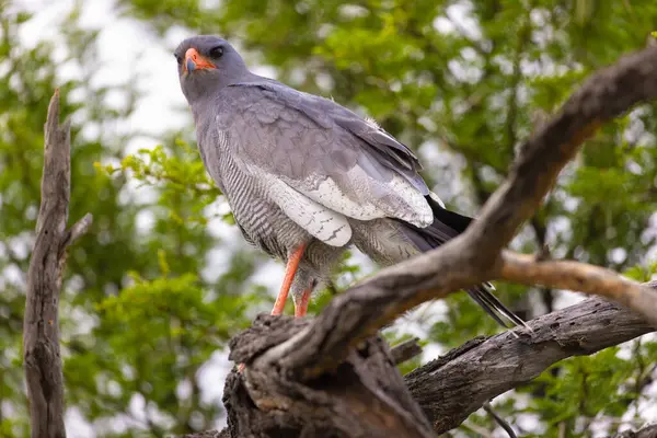 Karoo Ulusal Parkı 'nda kara şahini.