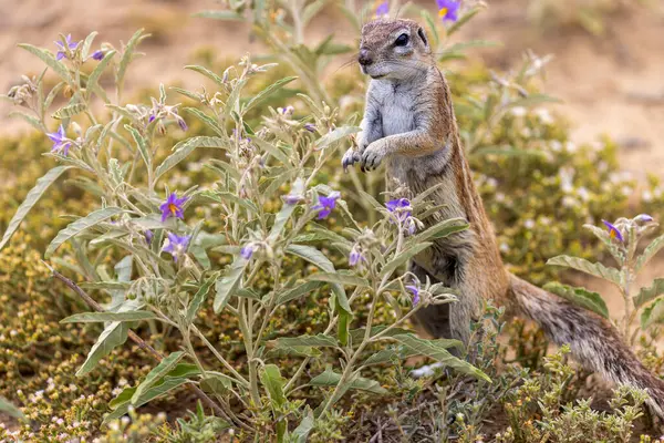 Karoo Milli Parkı 'ndaki yer sincabı.