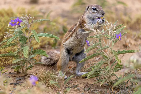 Karoo Milli Parkı 'ndaki yer sincabı.